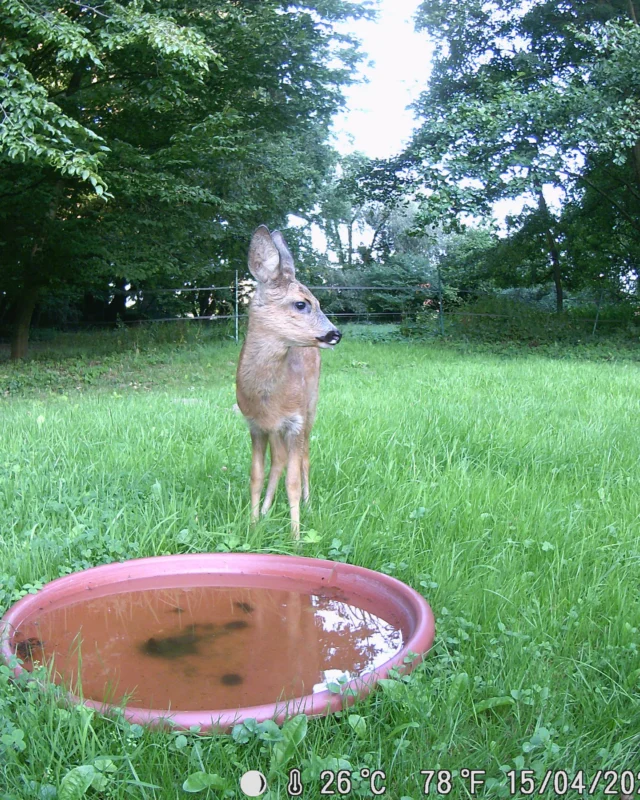 Vor ein paar Wochen haben wir auf unserem Gelände eine Wildtierkamera installiert mit einer Wasserschale als ,, Köder ".
Inspiriert wurde das Vorhaben durch ein Beitag vom NABU.
In den kommenden Wochen werden wir euch immer wieder was präsentieren.