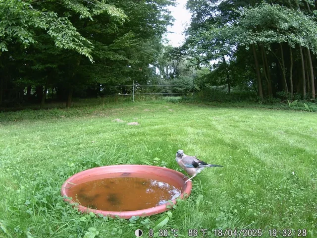 Ein weitere Auszug aus der Wikdkamera. Diesmal: ein Eichelhäher und zwei Amseln.