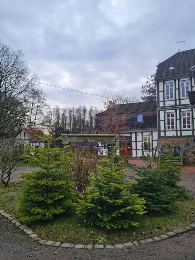 Oh Tannenbaum, oh Tannenbaum, aber keinen Nadeltraum?
Nordmanntannen aus ökologischem Anbau in den Größen 180 - 240cm gibt es noch bei uns.

#tannenbaum #tannenbaumverkauf #verkauf 
#weihnachten #christbaum