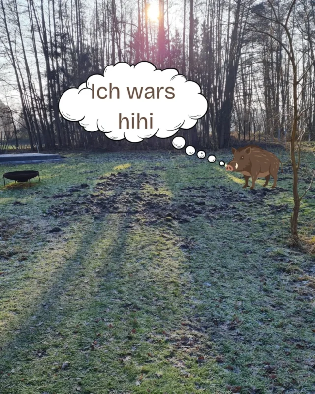 Wildschweine haben vor einigen Tagen ganze Arbeit geleistet und unsere schöne, große Wiese zerwühlt.
Hier ein paar Beweisfotos der Verdächtigen.