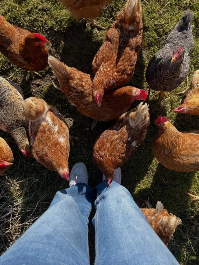 Sonniges Wetter lieben wir - unsere Hühner auch! 😍 

#sonne #natur #bioland #hühnchengutallesgut