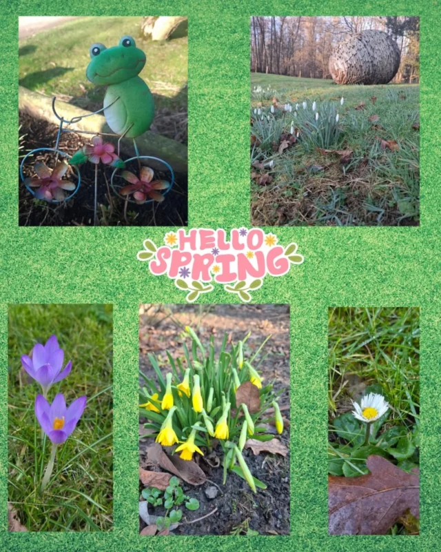 Nach dem vielen Schnee startet der Frühling mit ordentlich Schwung durch. 
Wir haben einige eifrige Frühstarter zusammengestellt. 
Die draußen Saison ist damit eröffnet...🌞

#frühlingserwachen #frühlingsboten #krokusse #gänseblümchen #schneeglöckchen