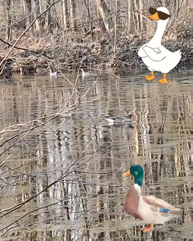 Ein tierischer Morgen beim Bruchhof 🦆

Wir möchten euch diesen ruhigen, idyllischen 
Moment, der von einer Teilnehmerin aufgenommen wurde, nicht vorenthalten 🛶.

#schaumburg #wildgänse #ente #wildgewässer