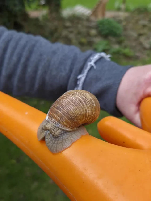 Wer trägt ständig seine Camping Ausrüstung mit umher? 
Dieser flinke Wald und Wiesenbewohner wurde heute bei uns auf dem Hof von zwei Teilnehmern entdeckt. 
Augenblicke später verschwand er...

#schnecke #schneckenhäuschen #tierfoto #wiesenschaumkraut