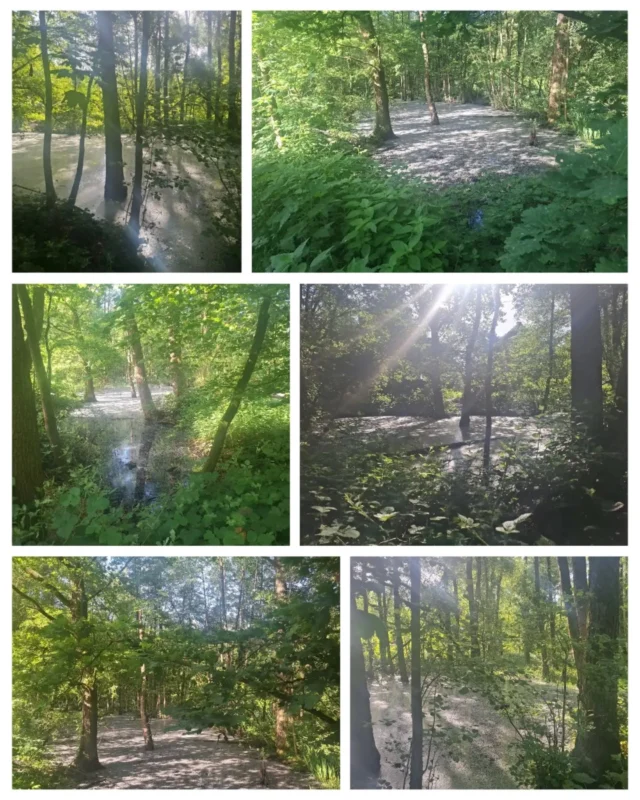 Alle Jahre wieder lassen die Pappeln für ein paar Tage die Flusen fliegen. 
Auf dem ganzen Hof liegen und fliegen die watteartigen, super leichten Pollen umher. 
Es wirkt fast wie Schnee bei über 20°.

#pollen #wald #papel #sonnenschein